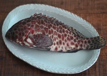 玳瑁石斑魚