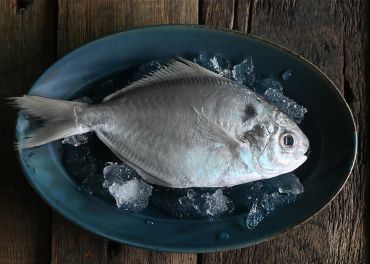 台灣肉魚