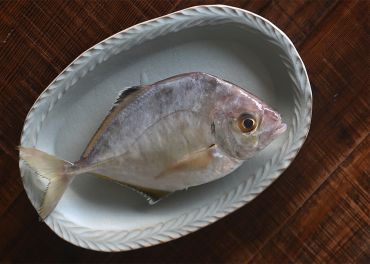 台灣白魽魚