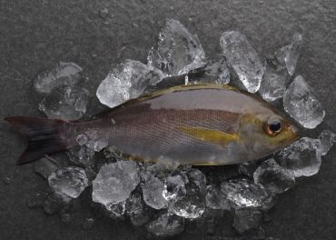 台灣黃雞魚
