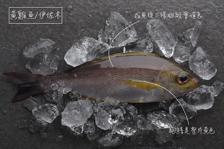 猩弟說魚時間 黃雞魚 新合發鯖魚