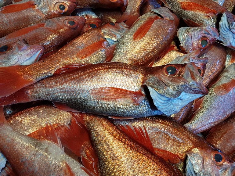 其實要釣到紅喉魚並不容易