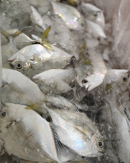 黃黃的魚尾巴看起來就很活力和喜氣！