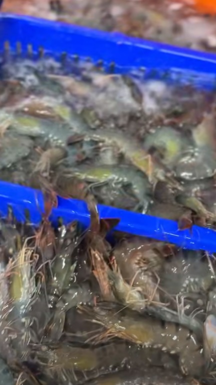 南澳太平洋海水養殖的草蝦來了！