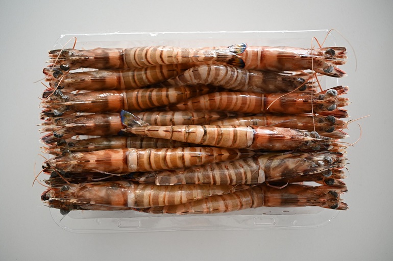 M 號明蝦到底有幾公分？