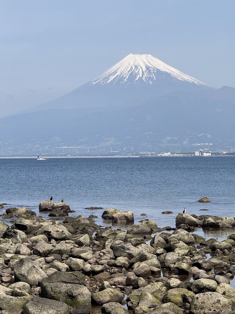 「純生」這兩個字，用在櫻花蝦身上，真的很有價值。