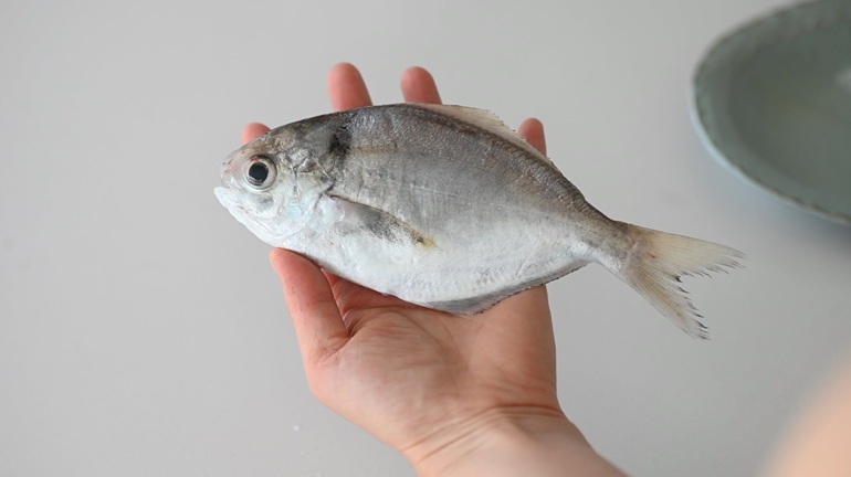 這條魚，應該沒有人不認識吧？