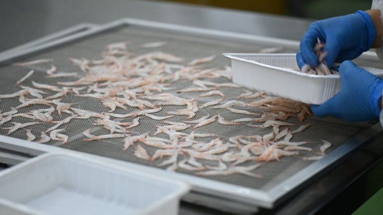 外銷日本的蝦