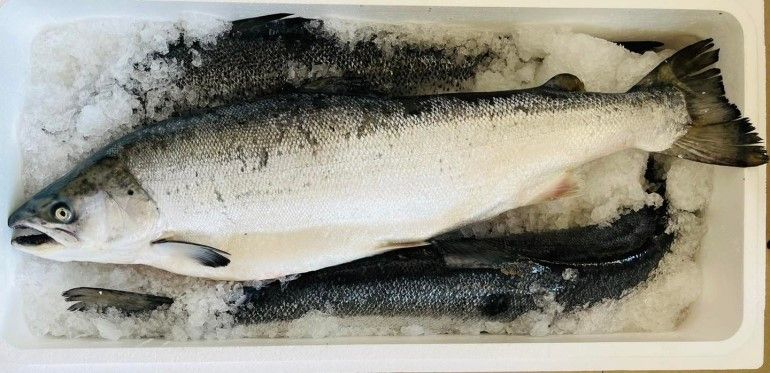 挪威鮭魚到廠