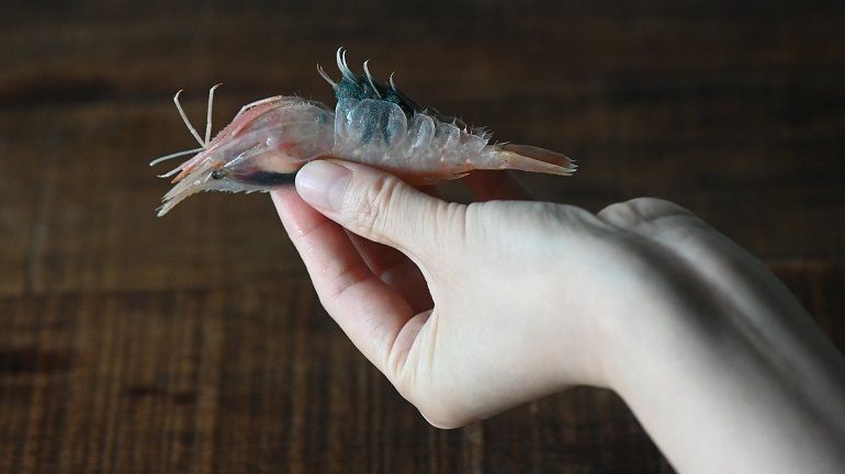 這蝦碰到了就一定要帶走！