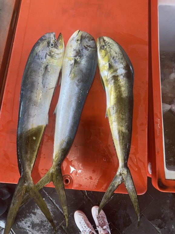 你們吃鬼頭刀魚排，但有看過鬼頭刀魚嗎？