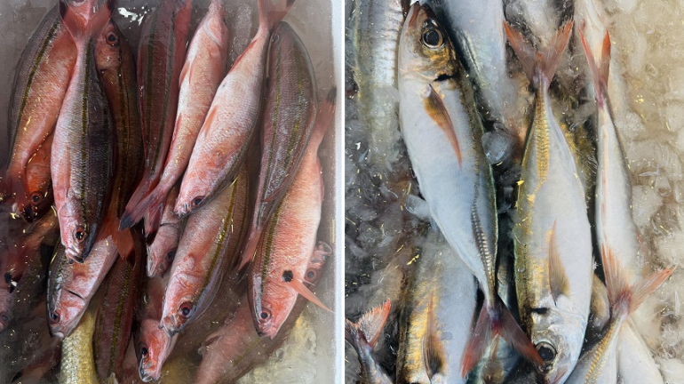 左邊這隻魚和右邊這隻魚，分別是誰？