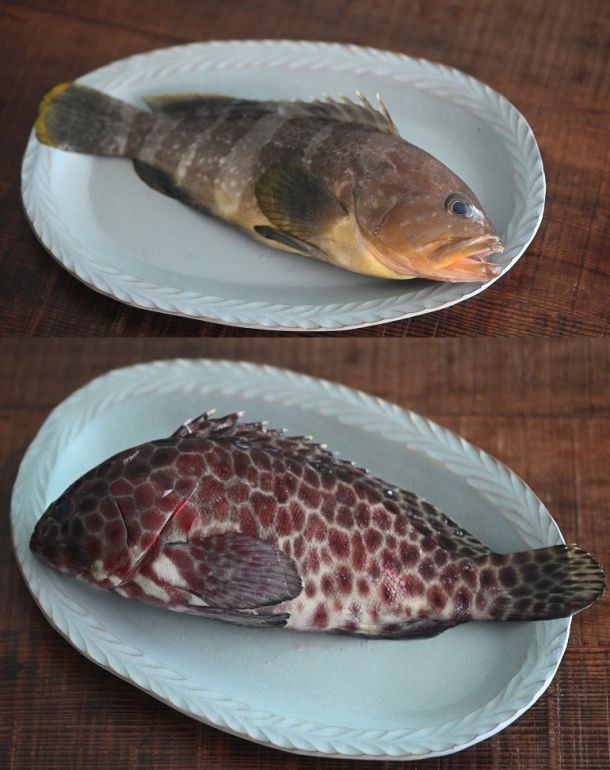 誰是黃石斑、誰是玳瑁石斑？