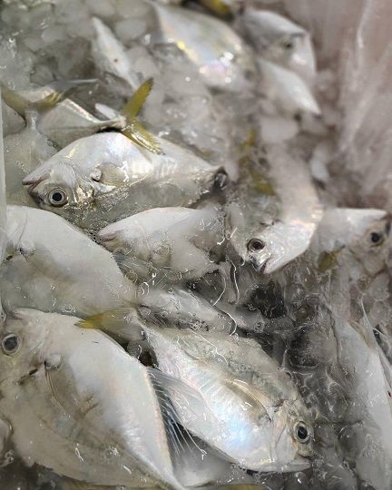 黃黃的魚尾巴看起來就很活力和喜氣!