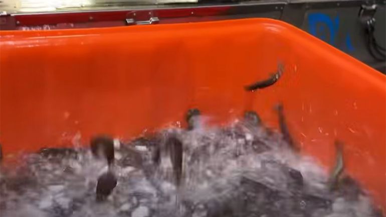 颱風前一天，我們趕緊收成了一些海白蝦！