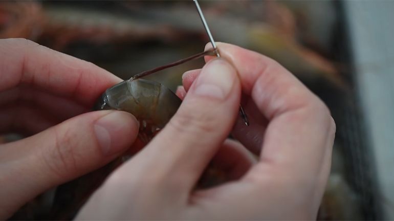 帶殼也能去沙腸！！