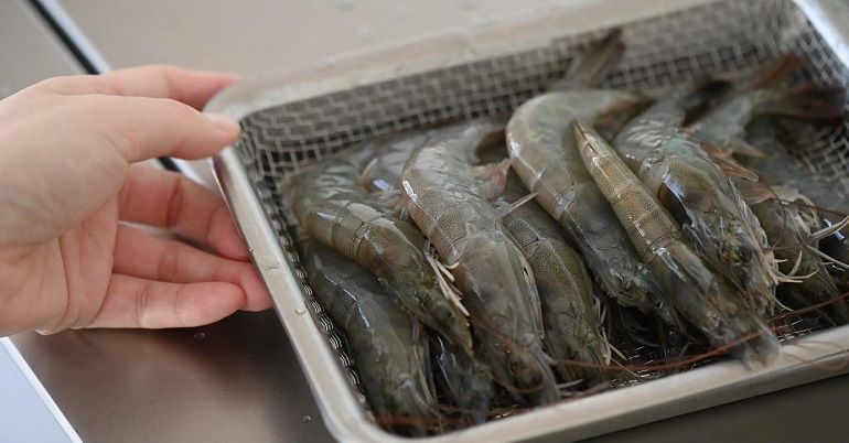 蝦子軟殼 ≠ 不新鮮！真的不要誤會！