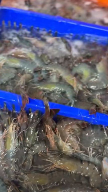 南澳太平洋海水養殖的草蝦來了！