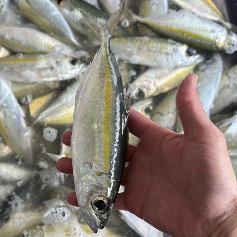 宜蘭當地人才比較知道的「地魚」