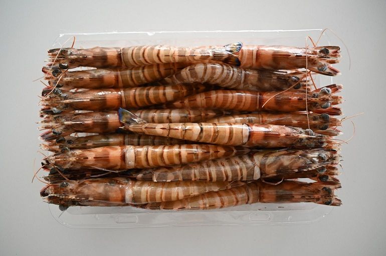 M 號明蝦到底有幾公分？