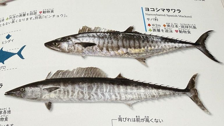 「代用魚（蝦、貝等）」