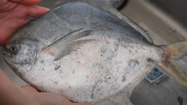 白鯧魚要怎麼自己處理？