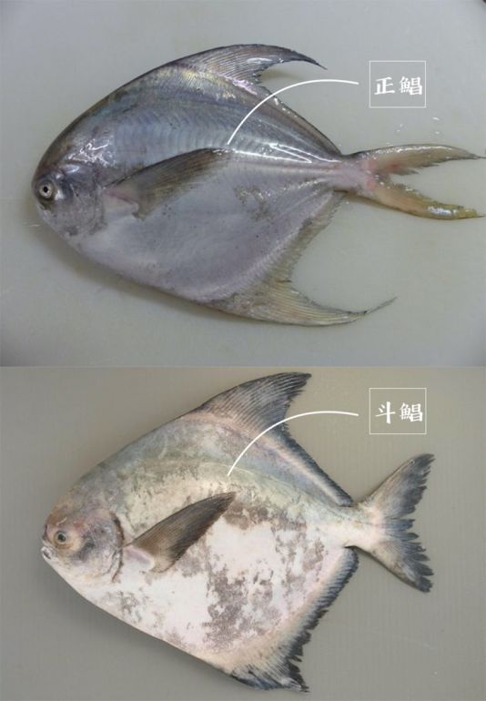 鯧鯧鯧，到底什麼鯧？什麼魚？