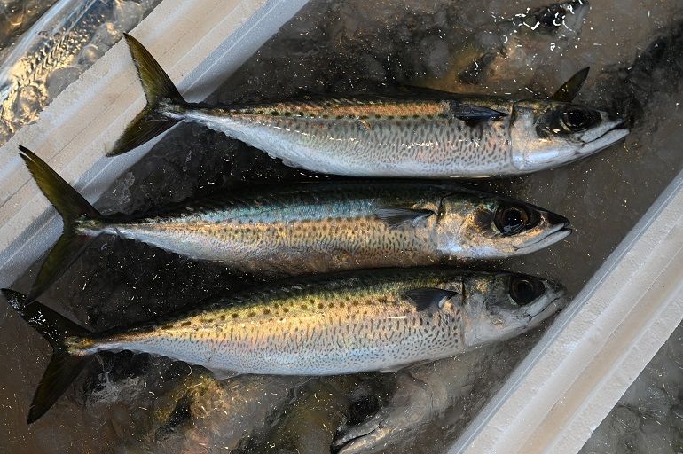 販售終於告一個段落了。