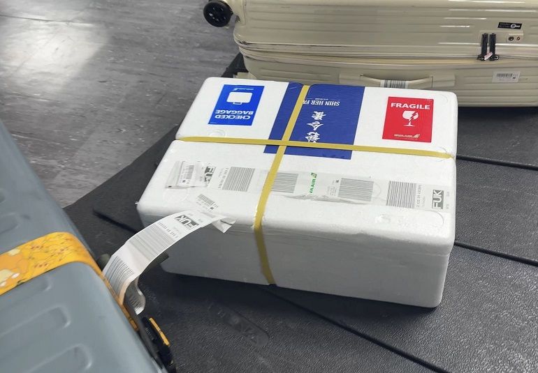 帶著鯖魚一起搭飛機