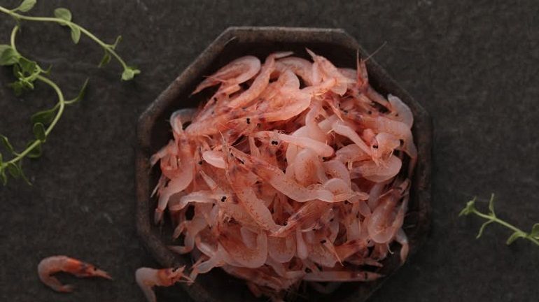 櫻花蝦最特別、也最好辨識的地方