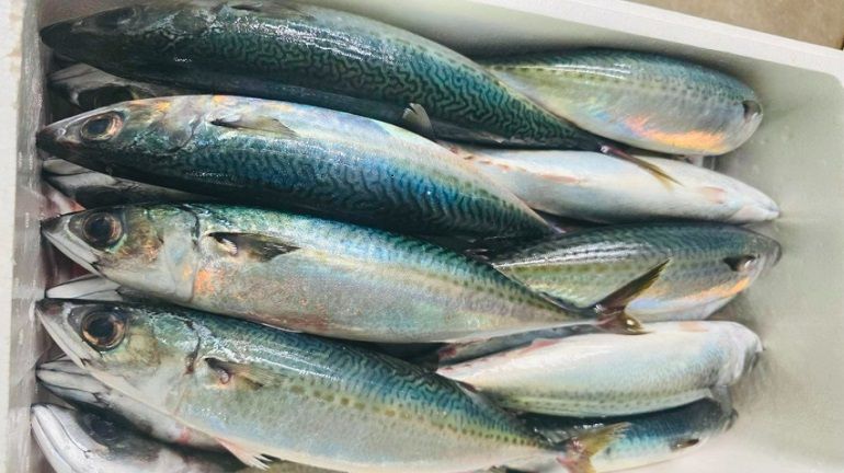 今年猩弟決定再拚一次