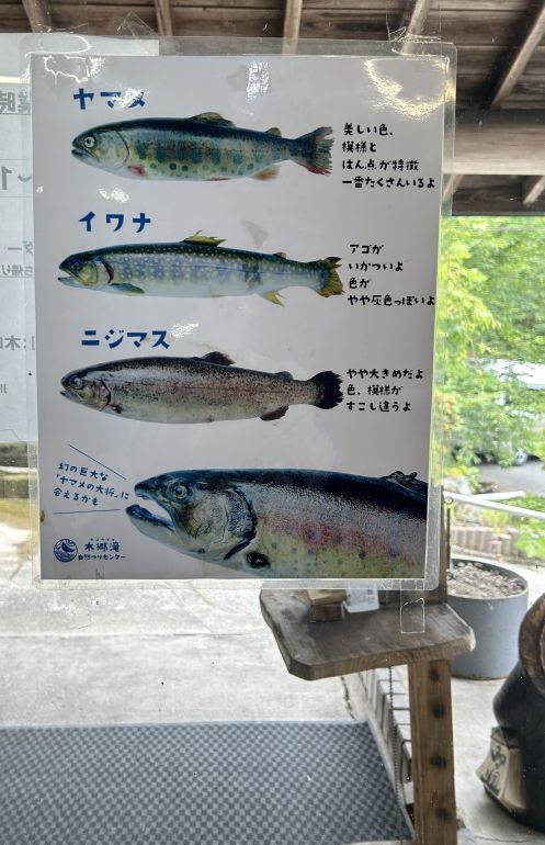不考上日本魚檢定一級就不辭職＃06_鮭魚？鱒魚？
