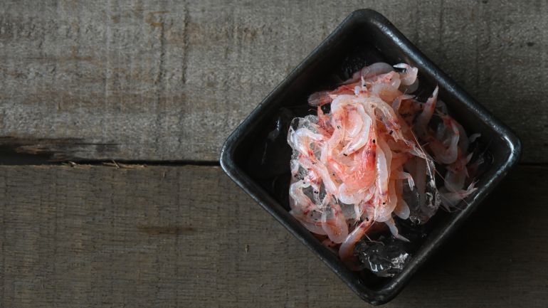 不考上日本魚檢定一級就不辭職＃09_櫻花蝦