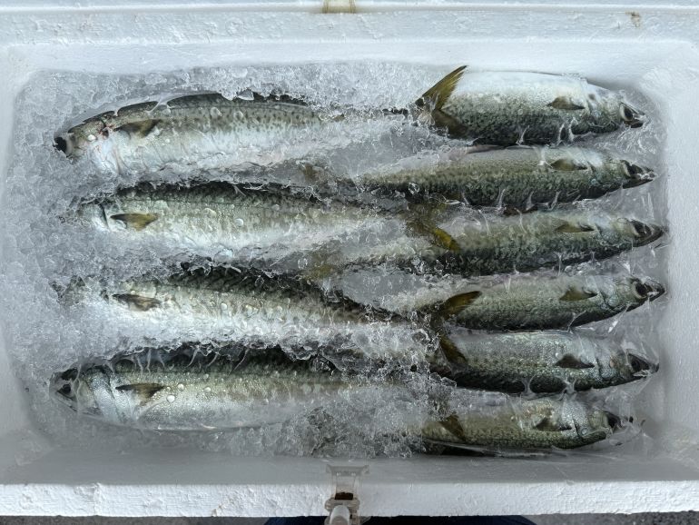 不考上日本魚檢定一級就不辭職＃10_魚有油＝好吃？