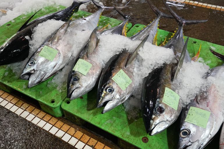 不考上日本魚檢定一級就不辭職＃11_這題你會寫嗎？