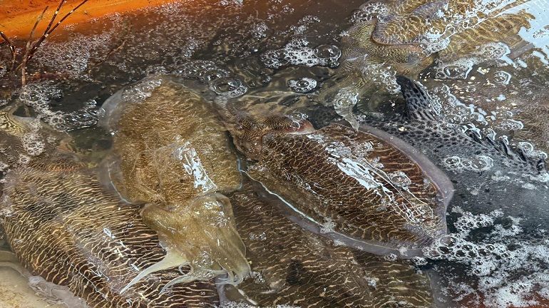 最近終於開始看到花枝了