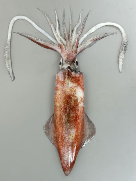 不考上日本魚檢定一級就不辭職＃12 _花枝