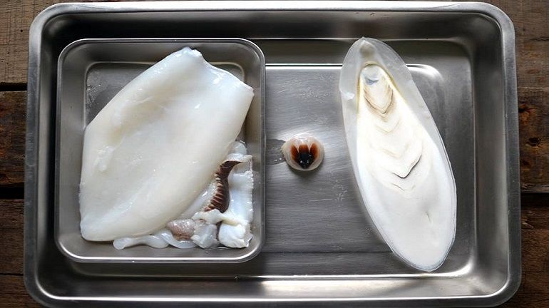 原來那一片，就是花枝背上的「殼」。