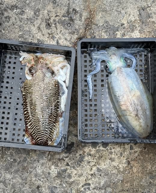 為什麼牠是白色的？