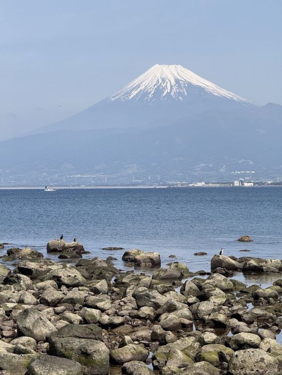 「純生」這兩個字，用在櫻花蝦身上，真的很有價值。