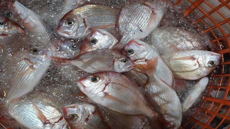 ＃不考上日本魚檢定一級就不辭職13_ 赤宗魚？嘉鯻魚？盤仔魚？