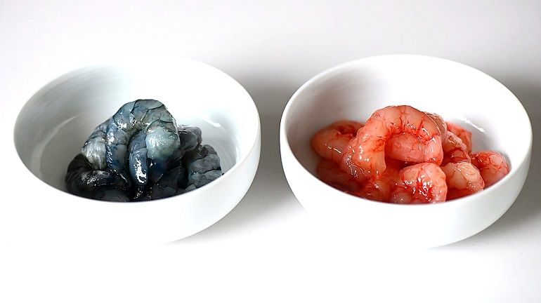 為什麼有的蝦仁是藍色的，有的蝦仁是紅色的？」