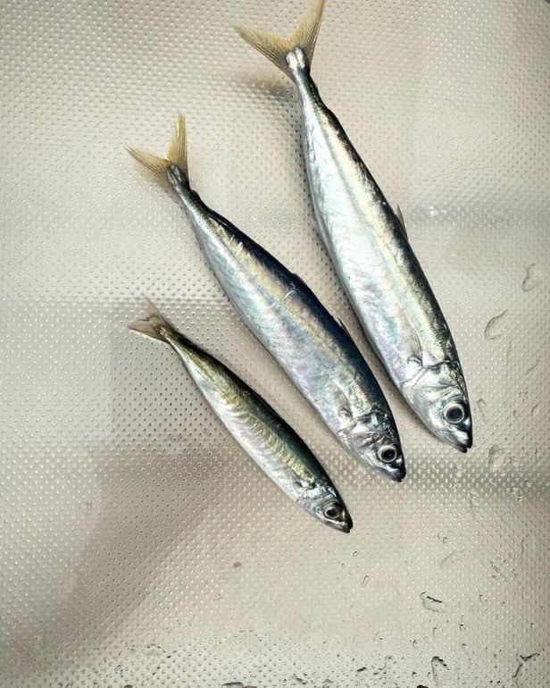 前天猩弟貼了兩尾竹莢魚的照片，問大家「誰是誰？」其實是有原因的。