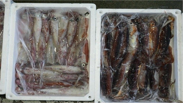 夏天的主場就是透抽、小卷啦！