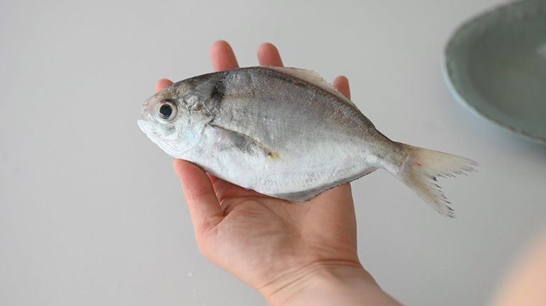 這條魚，應該沒有人不認識吧？