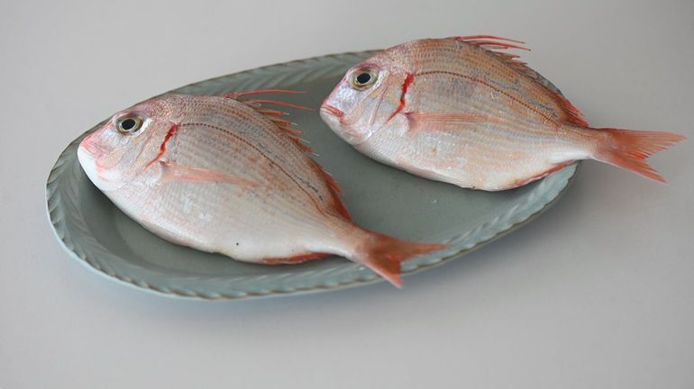 這次跟著肉魚一起回來的，還有一尾長得很像赤鯮的魚——「盤仔」。