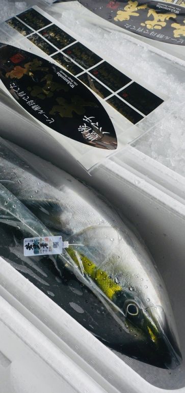 ＃看人不準，＃但猩弟很會看魚！
