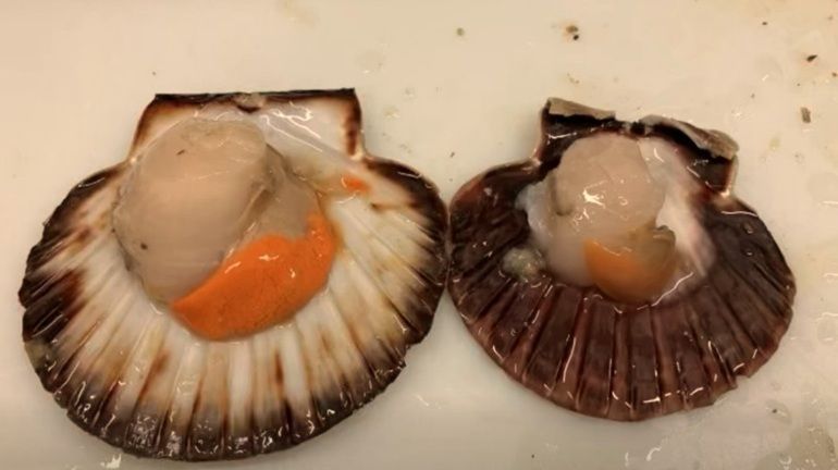 大家知道嗎？平常我們吃的干貝，是什麼貝的哪個部位？